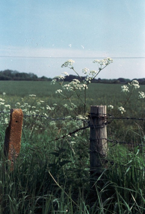 a wooden post in a field of tall grass