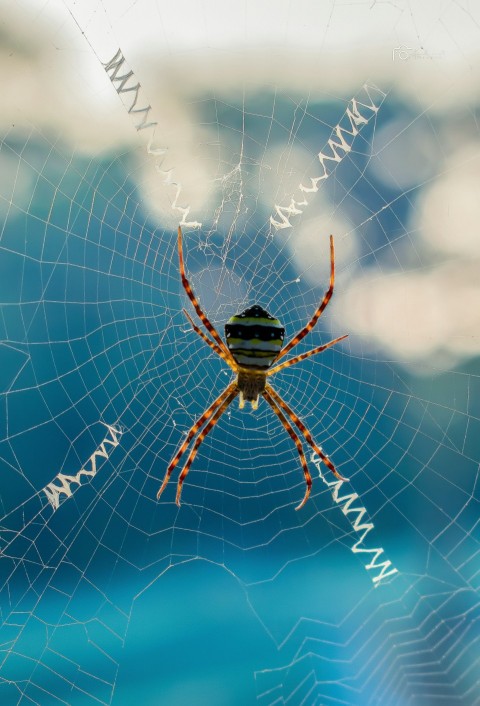 a close up of a spider on a web