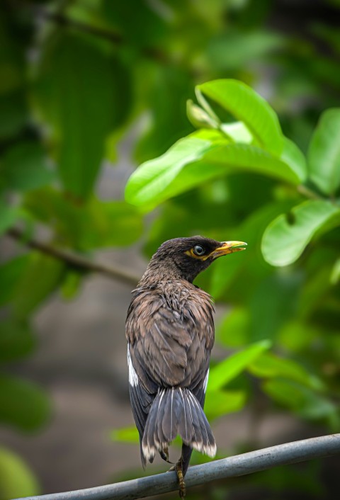 a bird sitting on a branch in a tree