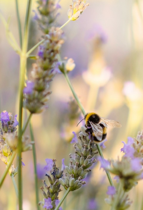 black and yellow bee on green plant during daytime