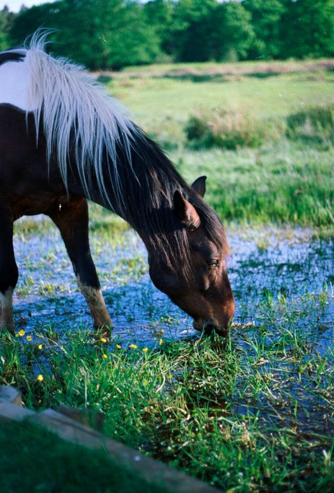 a brown and white horse eating grass in a field