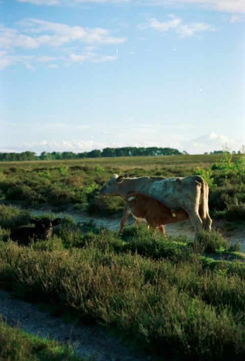 a cow standing in a field with a sky background