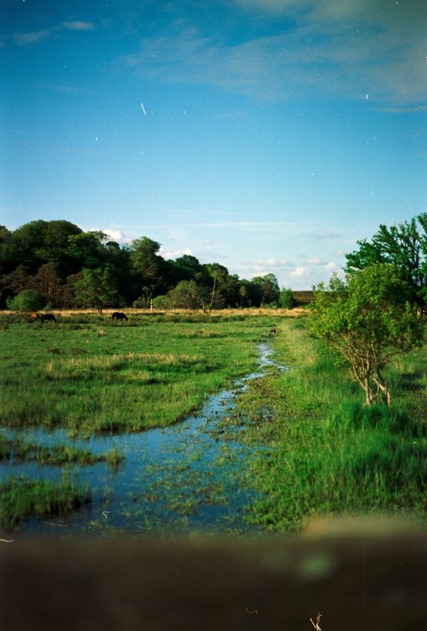 a river running through a lush green field