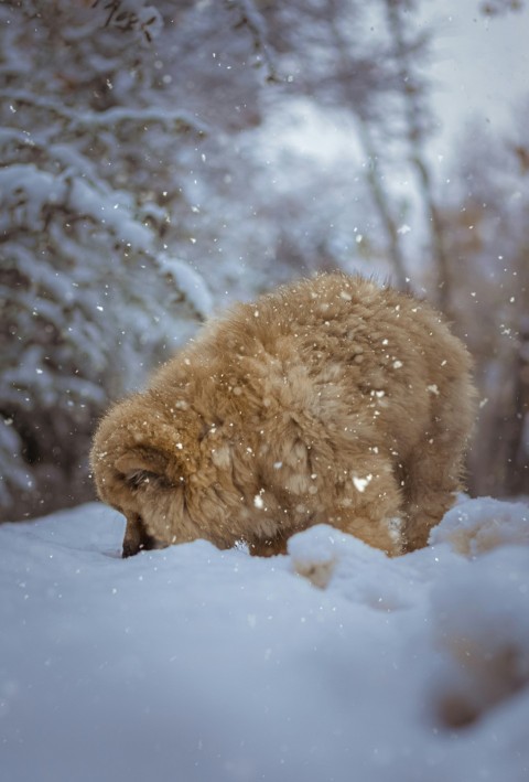 brown long coated dog on snow covered ground during daytime