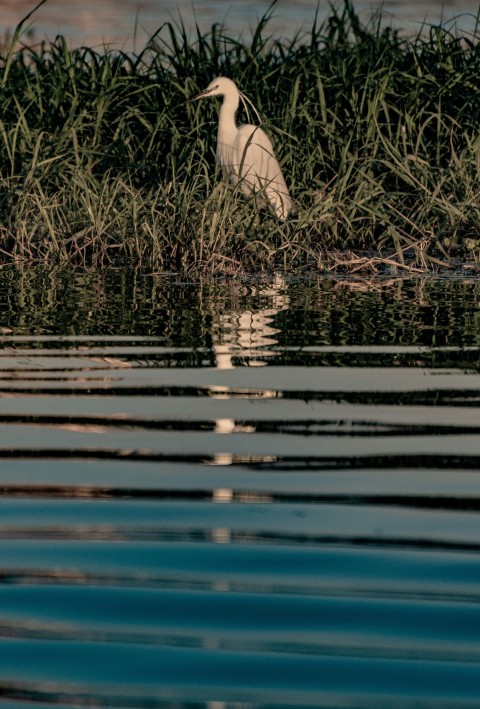 a white bird is standing in the water