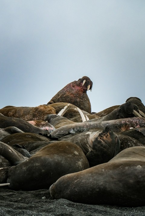 a herd of sea lions laying on top of each other