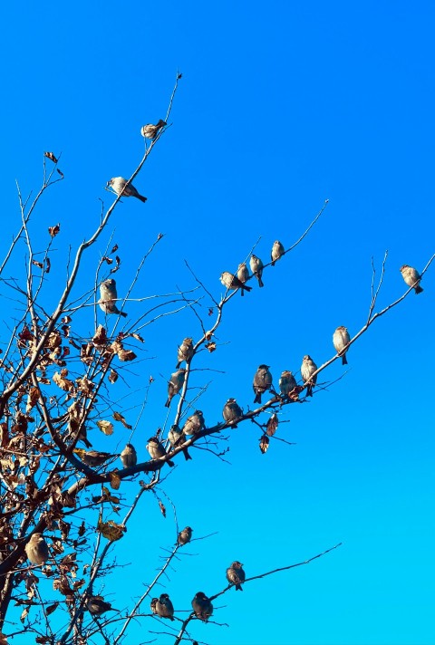 a flock of birds sitting on top of a tree