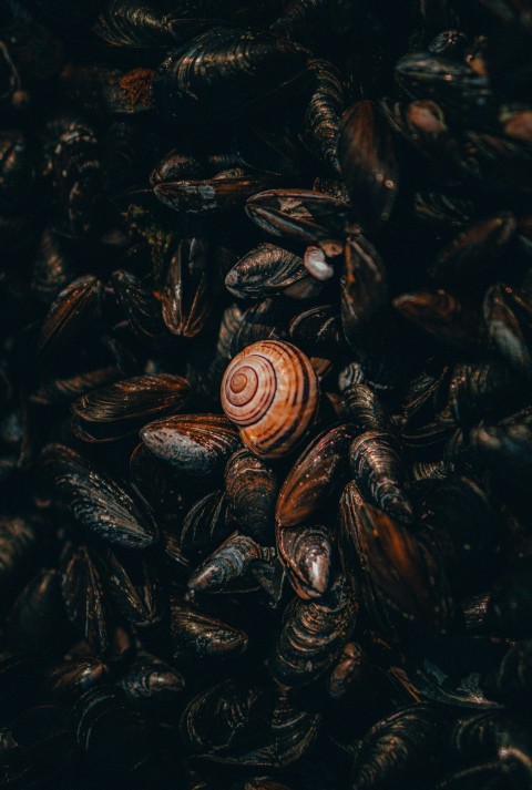 brown and black sea shells