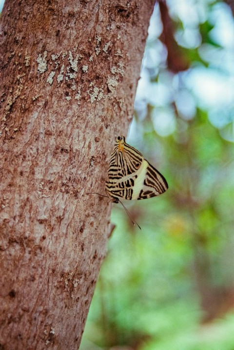 a butterfly that is sitting on a tree