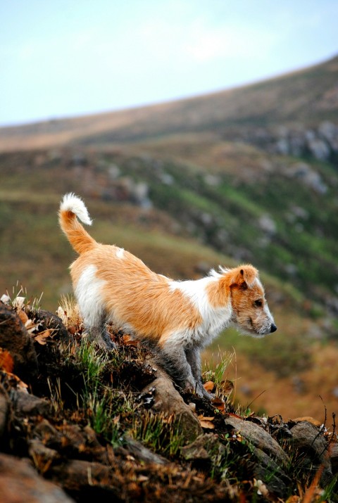 short coated brown and white dog