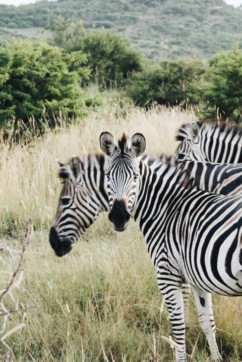 a herd of zebra standing on top of a grass covered field