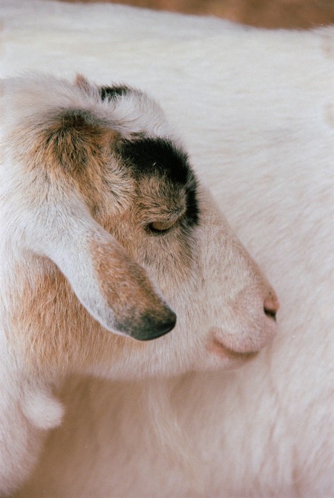 a close up of a goat with its head on another goat