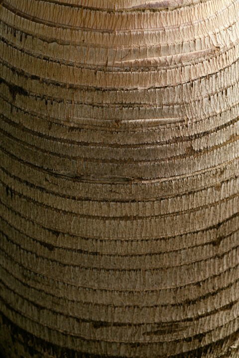 a close up of a tree