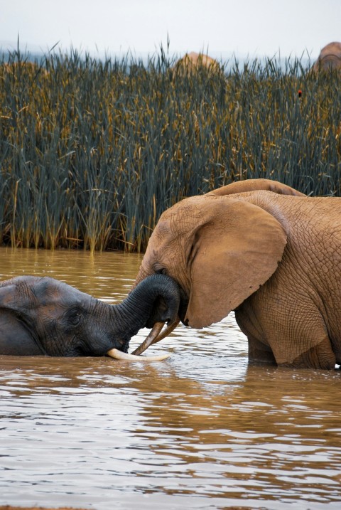 elephant on body of water during daytime