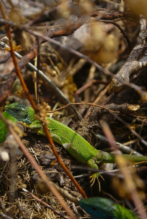 a green lizard sitting on the ground in the grass