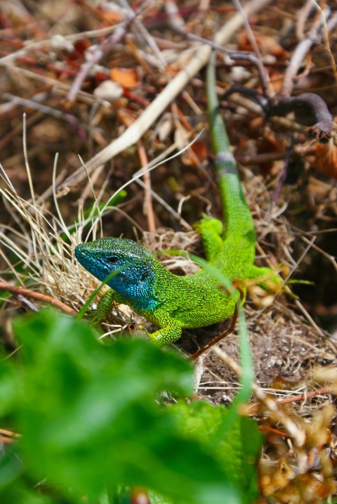 a green and blue lizard sitting on the ground