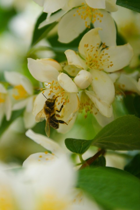 a bee on a white flower with green leaves