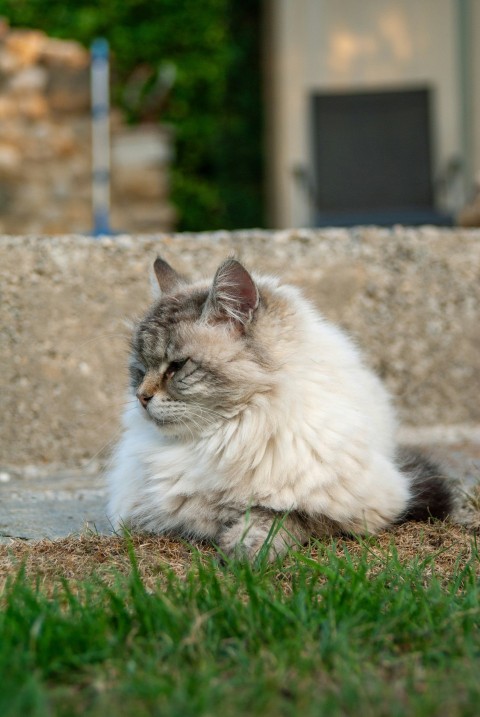 a cat sitting on the ground in the grass