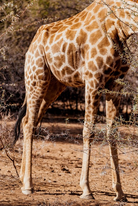 shallow focus photo of brown giraffe