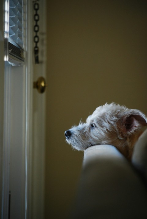 a small white dog sitting on top of a couch