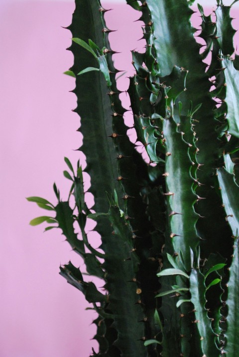 green cactus plant in pink pot