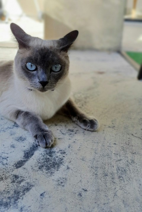 siamese cat lying on white surface