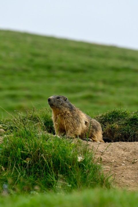 a groundhog sitting in the grass on a hill