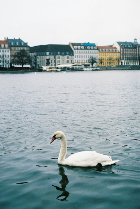 white swan on water during daytime