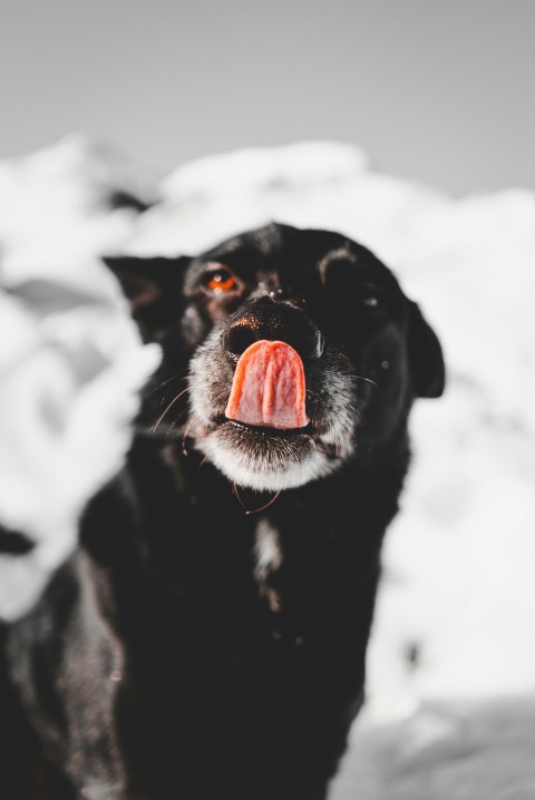 dog licking its nose