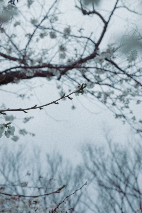 a tree with snow on it