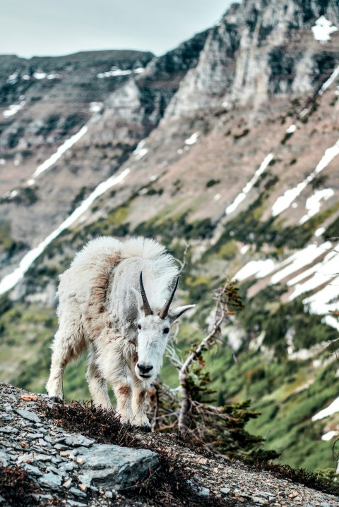 a mountain goat walking on a rocky hillside