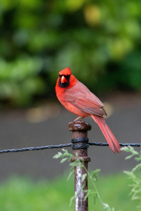 a red bird sitting on top of a wire fence