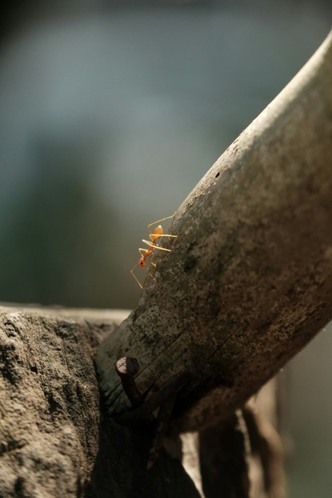 a spider crawling on a branch of a tree