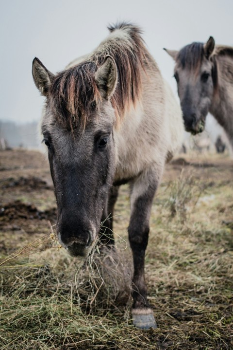 gray and black horse