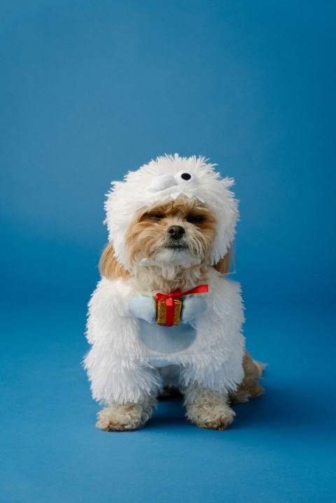 white long coated small dog