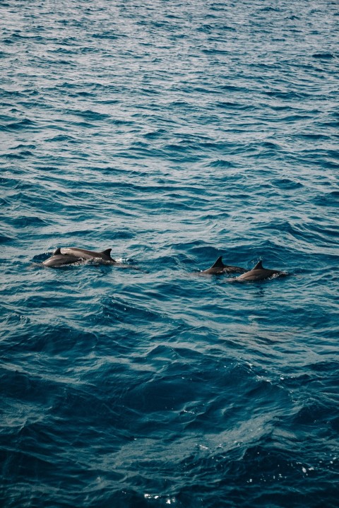 a group of dolphins swimming in the ocean 5 4t3