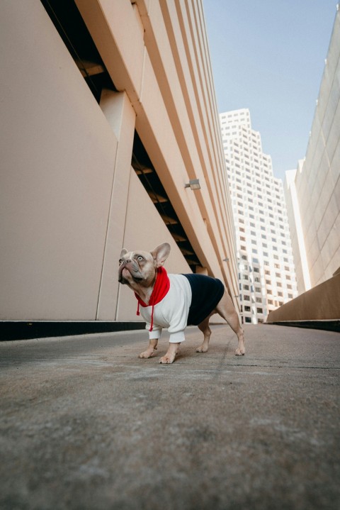 white and black short coated small dog wearing black shirt and white pants FE1O