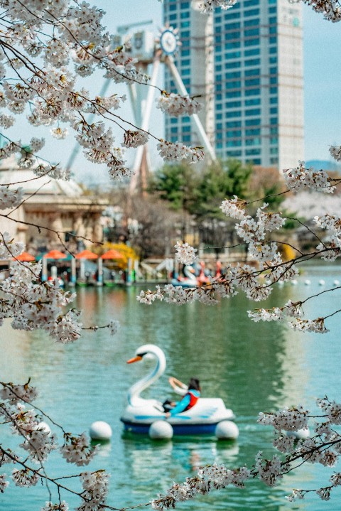 white swan on body of water during daytime