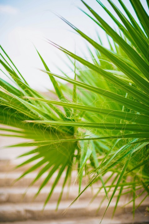 green plant in close up photography