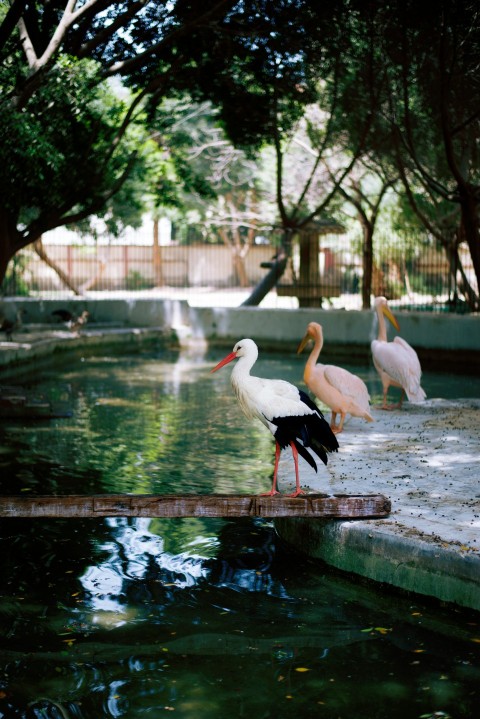 white swan on water during daytime