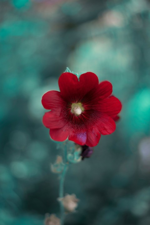 red flower in tilt shift lens