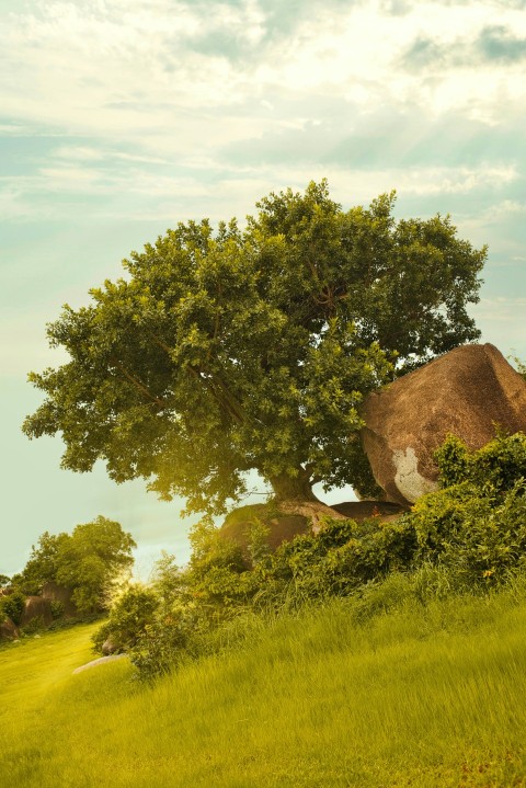 a tree in a field