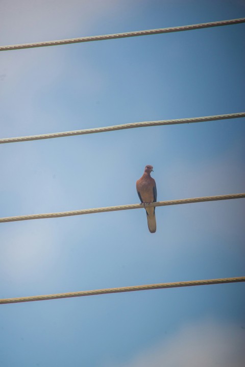 a bird sitting on a wire with a blue sky in the background