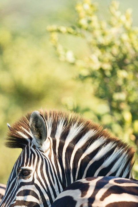 zebra animal