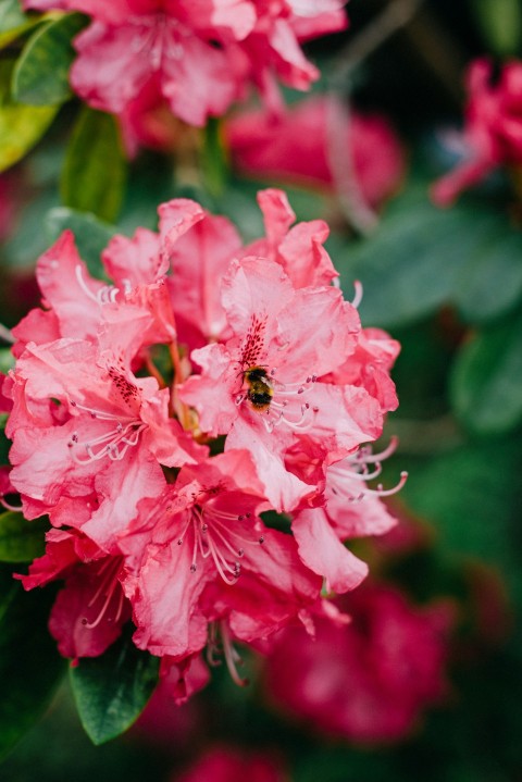 a close up of pink flowers on a tree pZdWq5