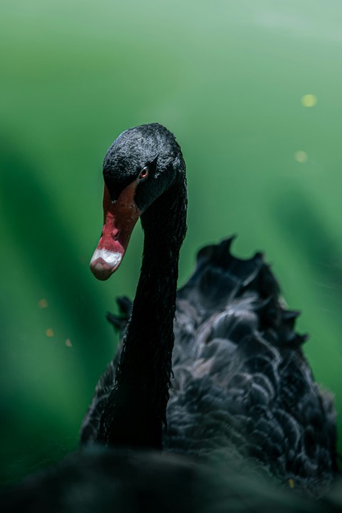 a close up of a black swan in the water