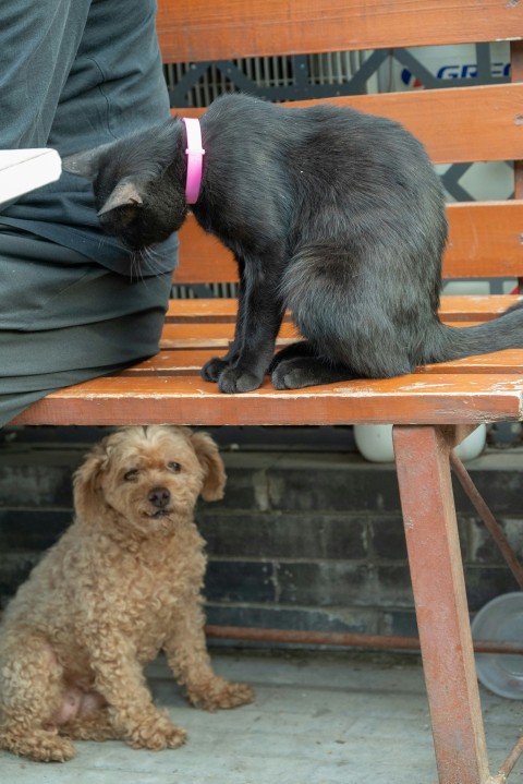 two cats and a dog sitting on a bench