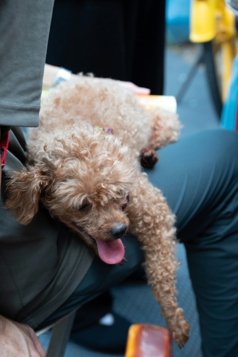 a person holding a dog on their back