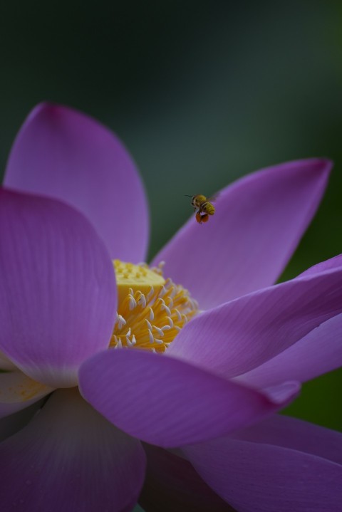 a purple flower with a bee on it