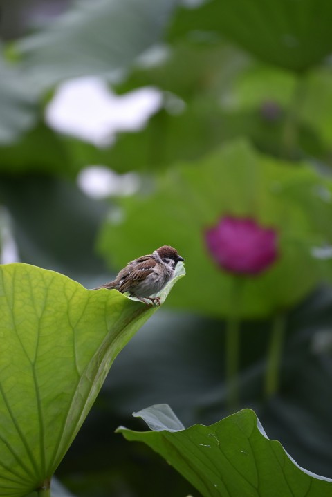 a small bird sitting on top of a green leaf